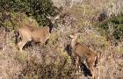 Point Reyes deer